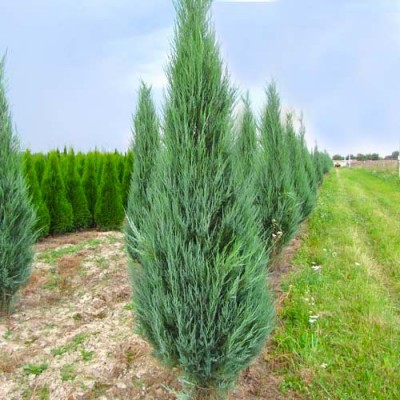 Саженец Можжевельника "Блю айвори" Саженец Можжевельника "Блю айвори"