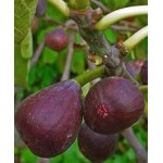 Саженец инжира "Киевский Крупноплодный" Саженец инжира "Киевский Крупноплодный"